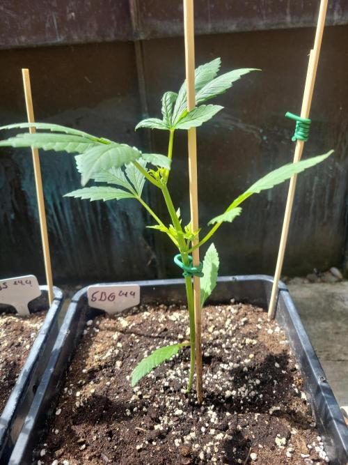 Outdoor 2026 Fastbuds. Week 3