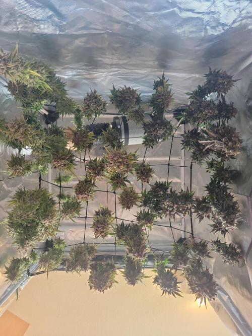 First and quick FASTBUDS sprint. Week 12
