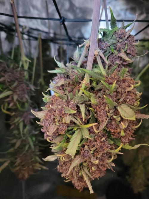 First and quick FASTBUDS sprint. Week 12