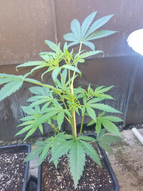 Outdoor 2026 Fastbuds. Week 4 - SD