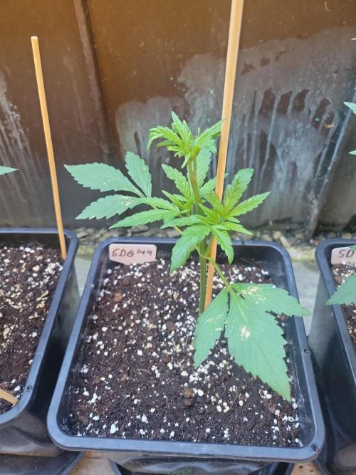 Outdoor 2026 Fastbuds. Week 4 - SBG