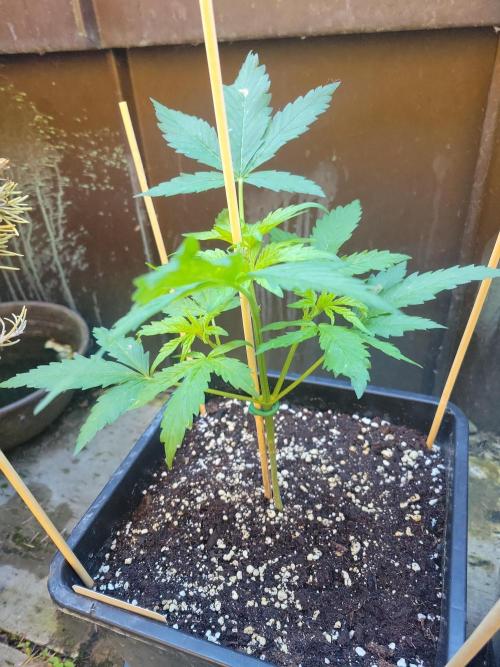 Outdoor 2026 Fastbuds. Week 4 - OS