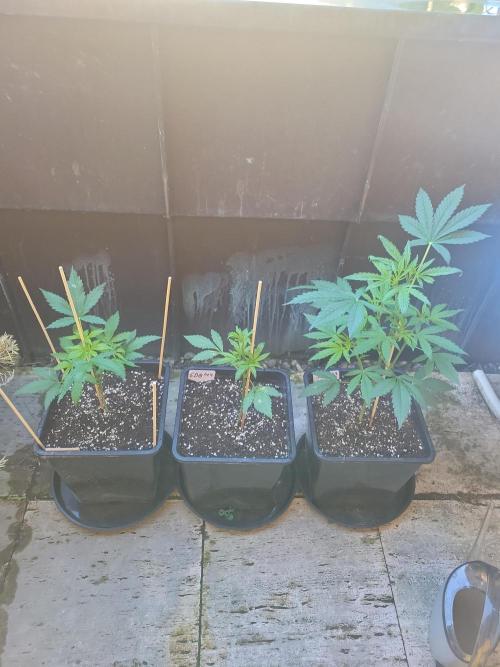 Outdoor 2026 Fastbuds. Week 4
