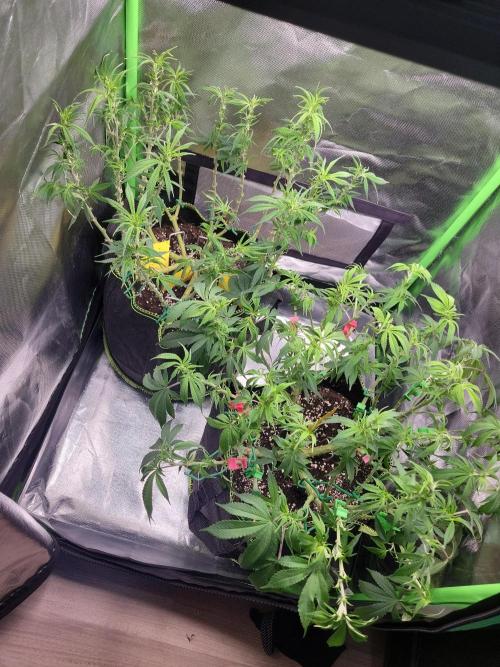 Mainlining & other curiosities ?. Week 11 - Tropicana cherry in the back