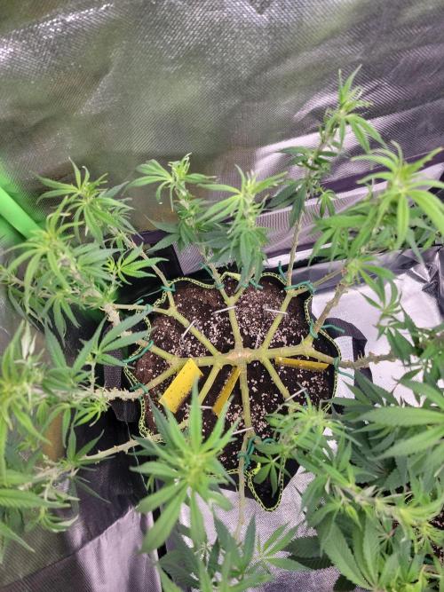 Mainlining & other curiosities ?. Week 11 - Tropicana cherry