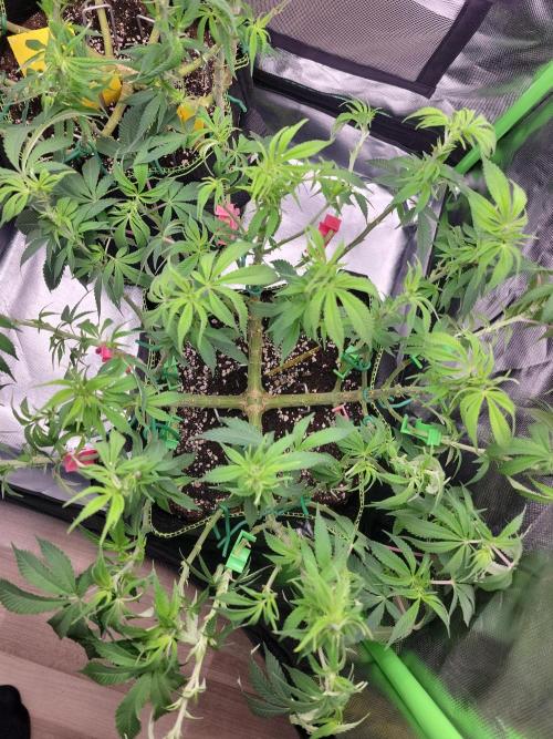 Mainlining & other curiosities ?. Week 11 - California orange