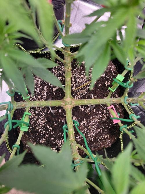 Mainlining & other curiosities ?. Week 11