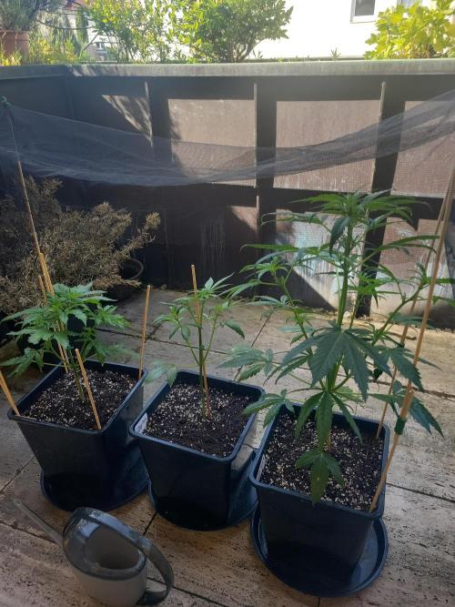 Outdoor 2026 Fastbuds. Week 5