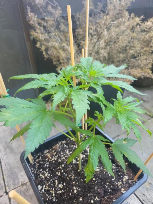 Outdoor 2026 Fastbuds. Week 5