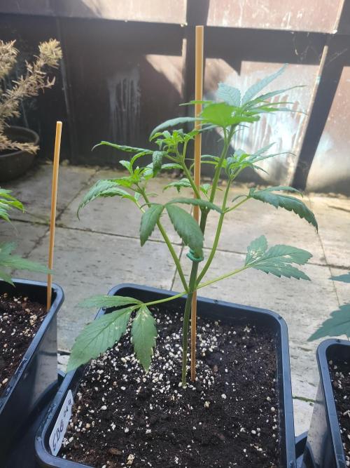 Outdoor 2026 Fastbuds. Week 5
