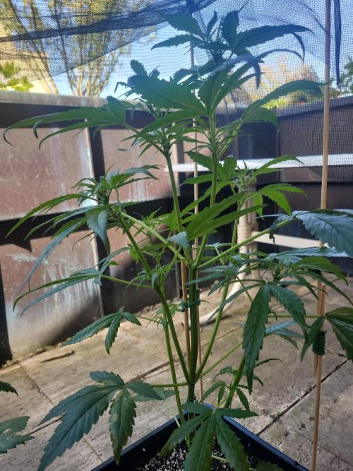 Outdoor 2026 Fastbuds. Week 5