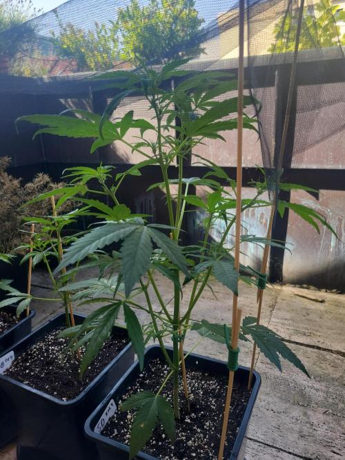 Outdoor 2026 Fastbuds. Week 5