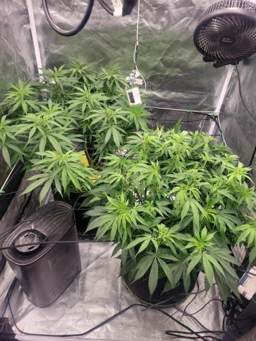 Mainlining & other curiosities. Week 12 - The ladies are settling in