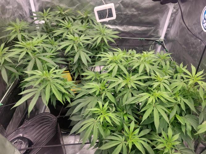 Mainlining & other curiosities. Week 12 - Its really hot