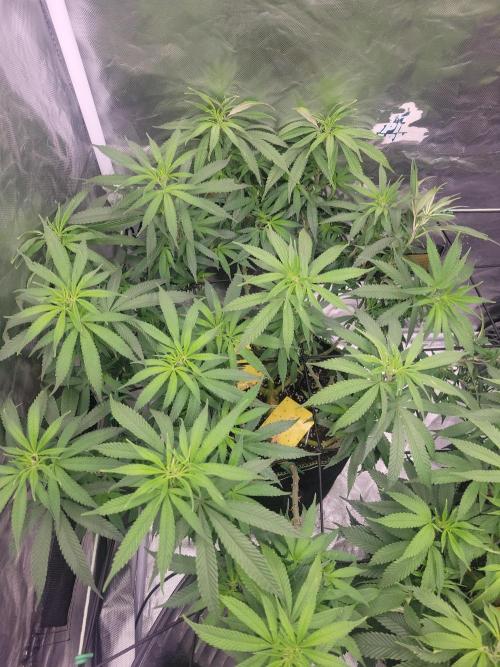Mainlining & other curiosities. Week 12 - Tropicana cherry