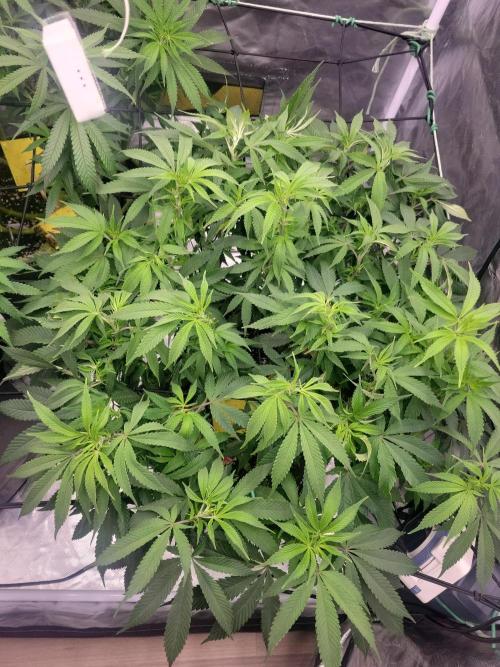 Mainlining & other curiosities. Week 12 - California orange x skunk