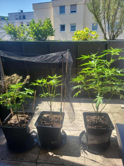 Outdoor 2026 Fastbuds. Week 6 - 27.5.
