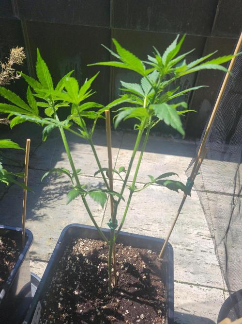 Outdoor 2026 Fastbuds. Week 6 - The 4 shooter