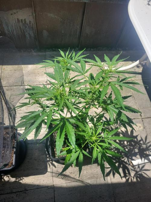 Outdoor 2026 Fastbuds. Week 6 - SD