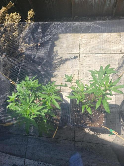 Outdoor 2026 Fastbuds. Week 6 - OS