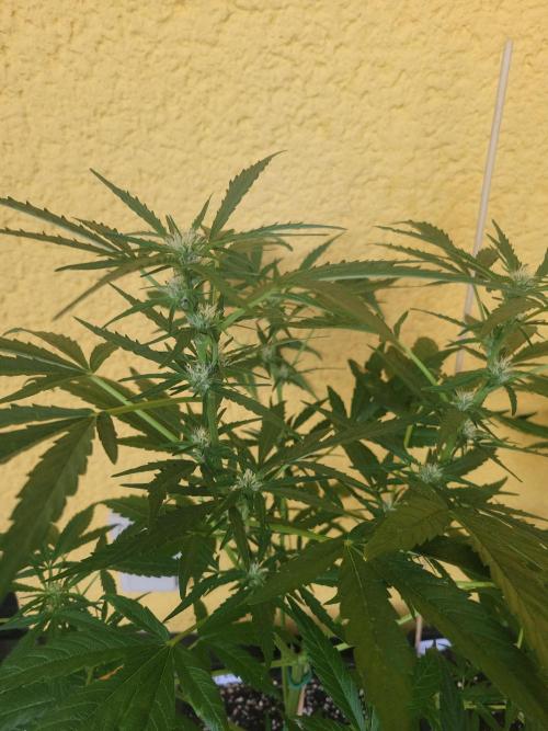 Outdoor 2026 Fastbuds. Week 6 - SD started flowering 