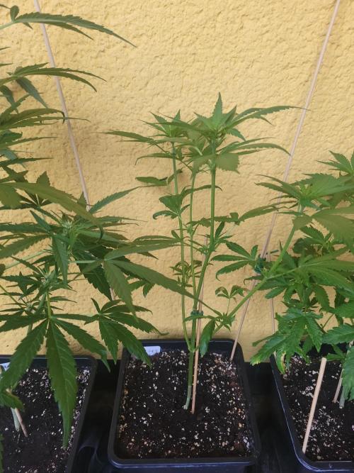 Outdoor 2026 Fastbuds. Week 6 - SBG