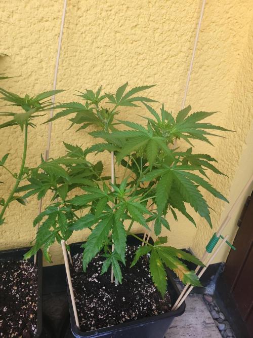 Outdoor 2026 Fastbuds. Week 6 - OS
