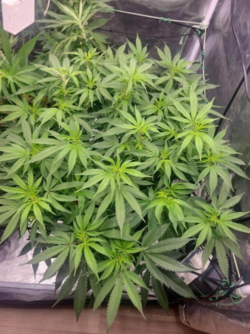 Mainlining & other curiosities. Week 13 - California orange x skunk