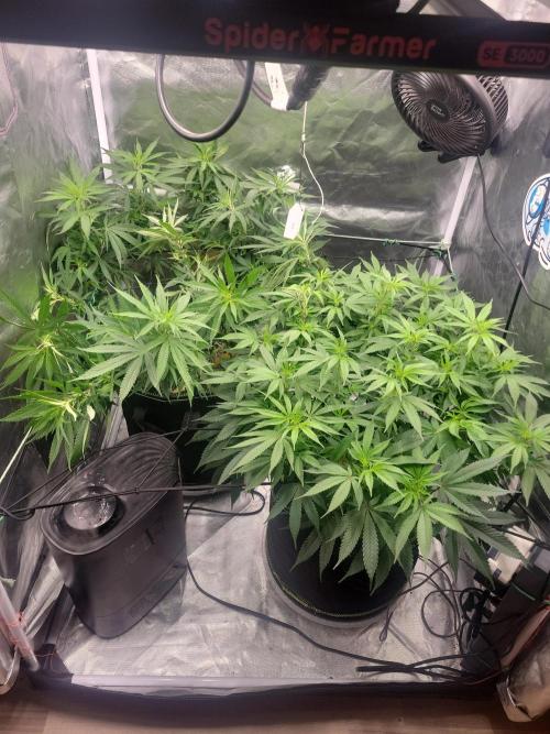 Mainlining & other curiosities. Week 13 - 27.5. Day 1 flower