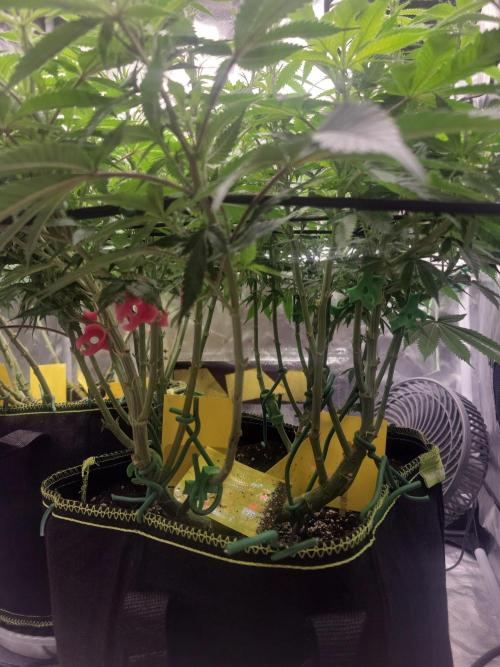 Mainlining & other curiosities. Week 13