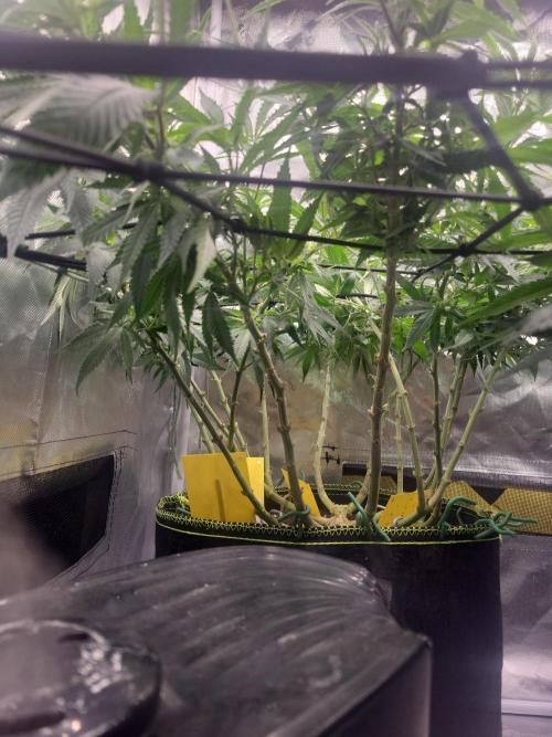 Mainlining & other curiosities. Week 13