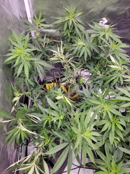 Mainlining & other curiosities. Week 13 - Tropicana cherr