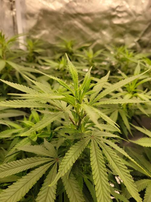Mainlining & other curiosities. Week 13