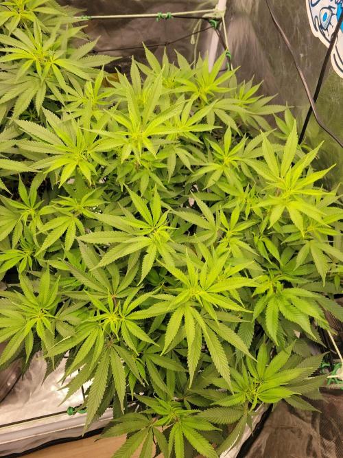 Mainlining & other curiosities. Week 13