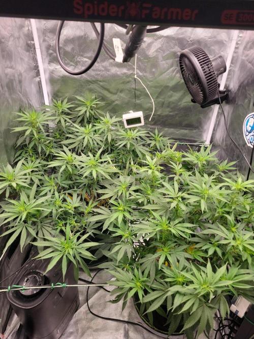 Mainlining & other curiosities. Week 13 - 29.5. Day 3 flower