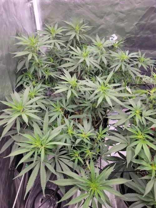 Mainlining & other curiosities. Week 13