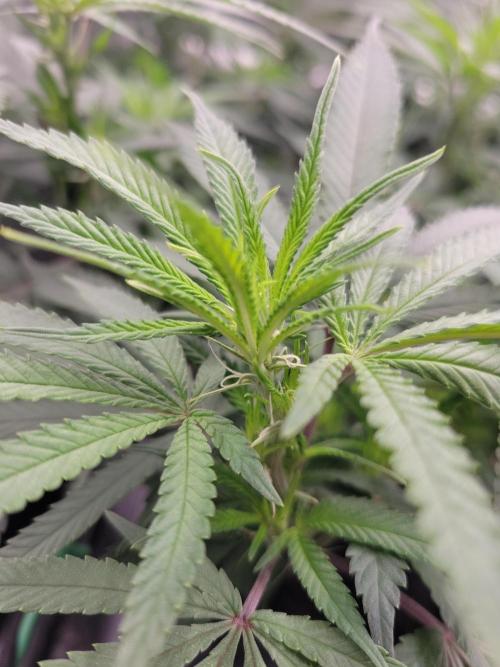 Mainlining & other curiosities. Week 13