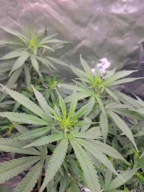Mainlining & other curiosities. Week 13
