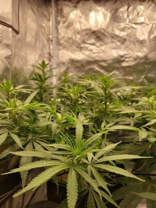 Mainlining & other curiosities. Week 13
