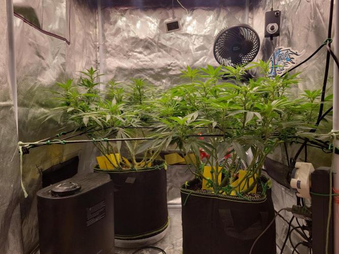 Mainlining & other curiosities. Week 13