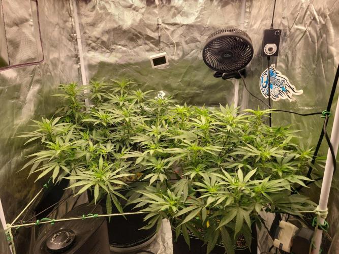 Mainlining & other curiosities. Week 13 - Happy girls 💚