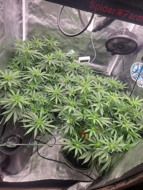 Mainlining & other curiosities. Week 13 - 02.06 day 7 flower