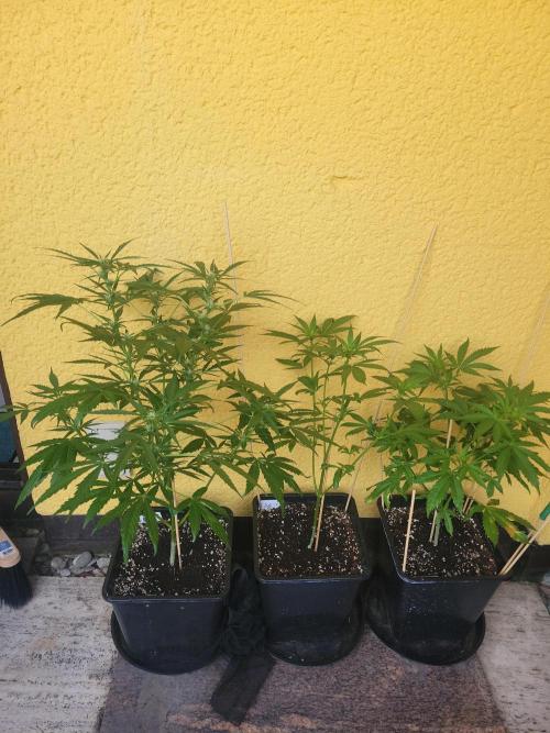 Outdoor 2026 Fastbuds. Week 7 - 31.5.