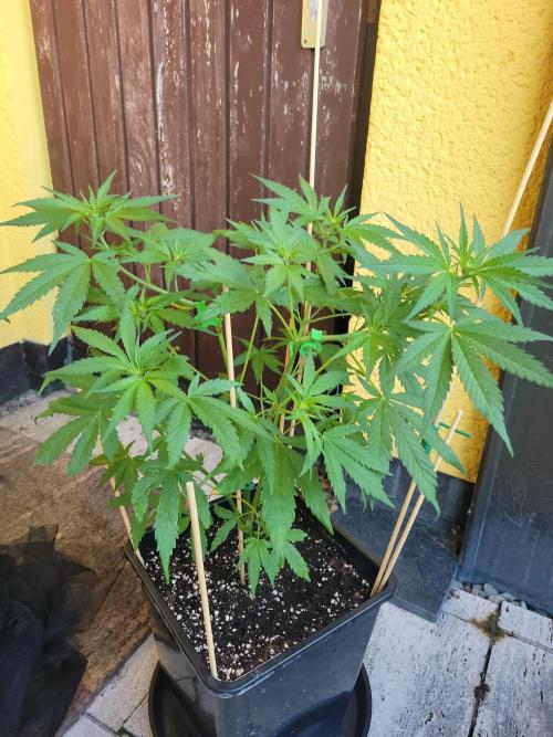 Outdoor 2026 Fastbuds. Week 7 - 4.6. OS