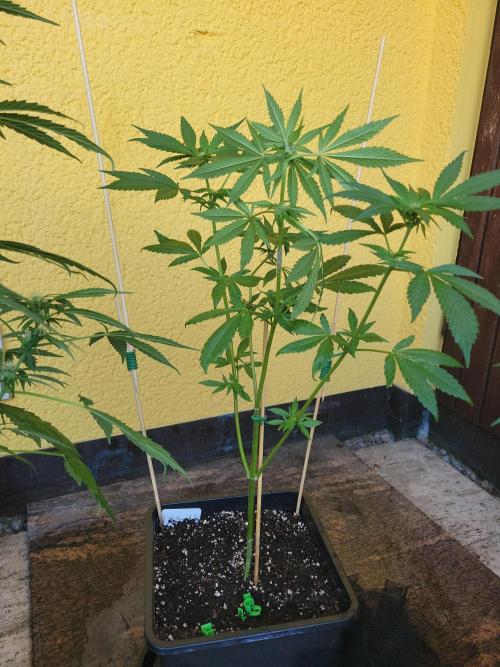 Outdoor 2026 Fastbuds. Week 7 - SBG