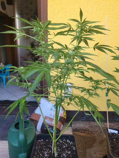 Outdoor 2026 Fastbuds. Week 7 - SD