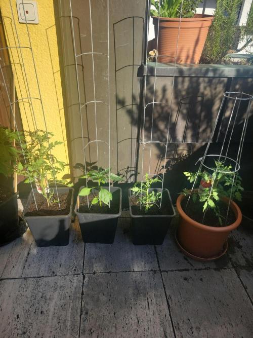 Outdoor 2026 Fastbuds. Week 7 - 5.6. Some friends for the girls 
