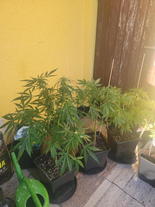 Outdoor 2026 Fastbuds. Week 7