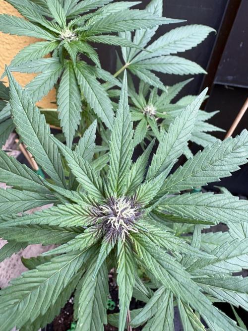 Outdoor 2026 Fastbuds. Week 7 - SBG