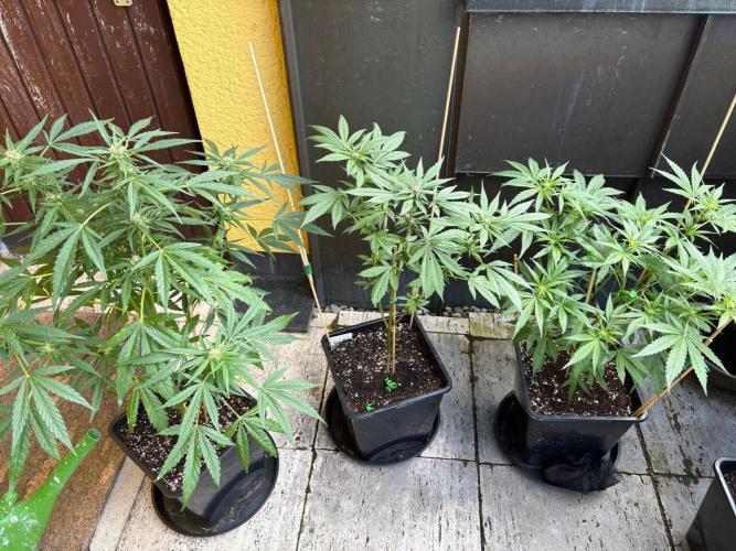 Outdoor 2026 Fastbuds. Week 7 - 💜🧡💚